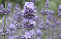 Lavendel